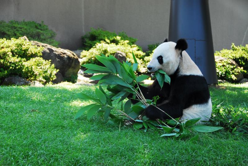 Panda wins top animal award in Japan(1/5)